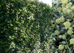 Hedera helix Arborescens / Erdei borostyán